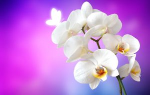 Online Orchids Flowers Delivery-MyFlowerTree