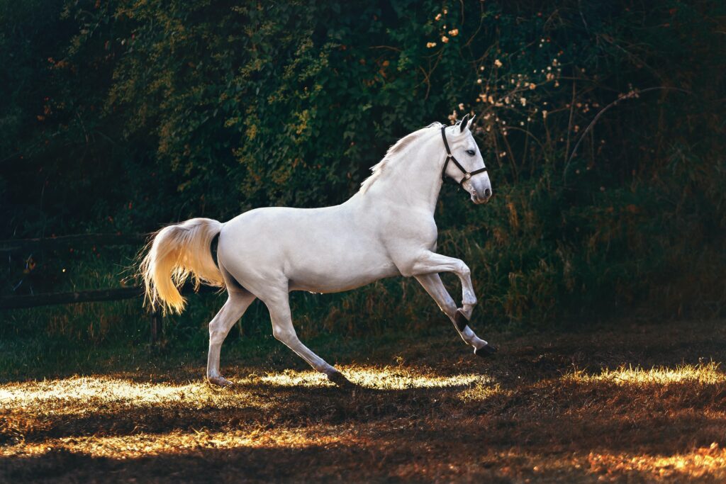 How Will You Take Care of Your Horse's Hooves?