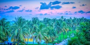 Palm trees and the sky.