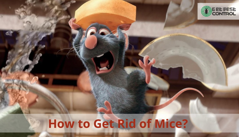 How to Get Rid of Mice?