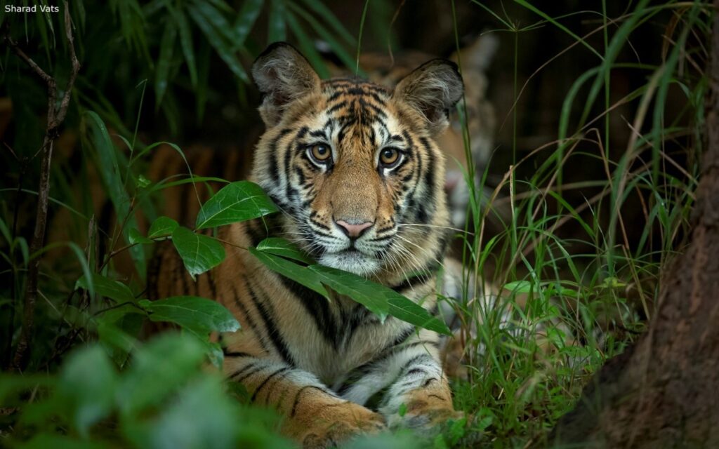 Tiger Cub at Bandhavgarh National Park