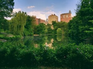 lake in Central Park surrounded by greenery and nature.