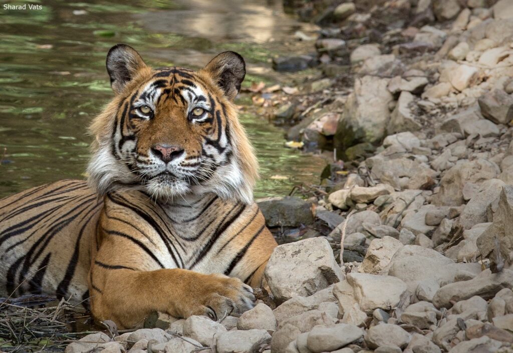 Tiger of Ranthambore National Park