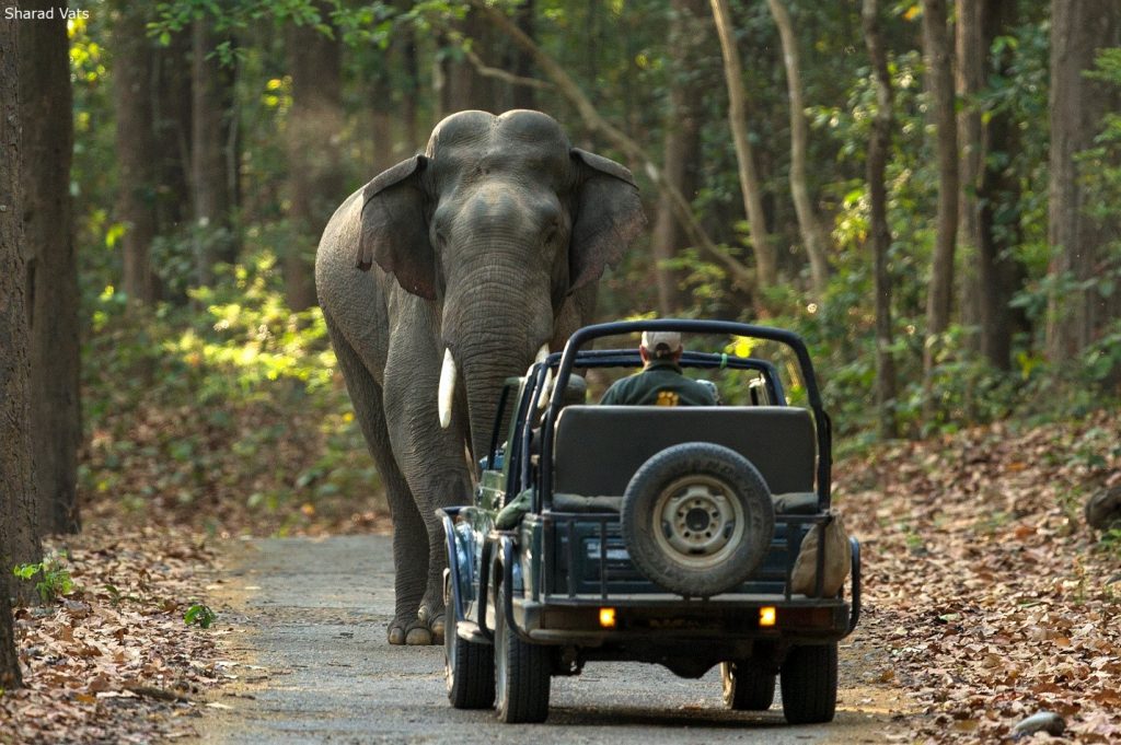 Tiger safari at Corbett