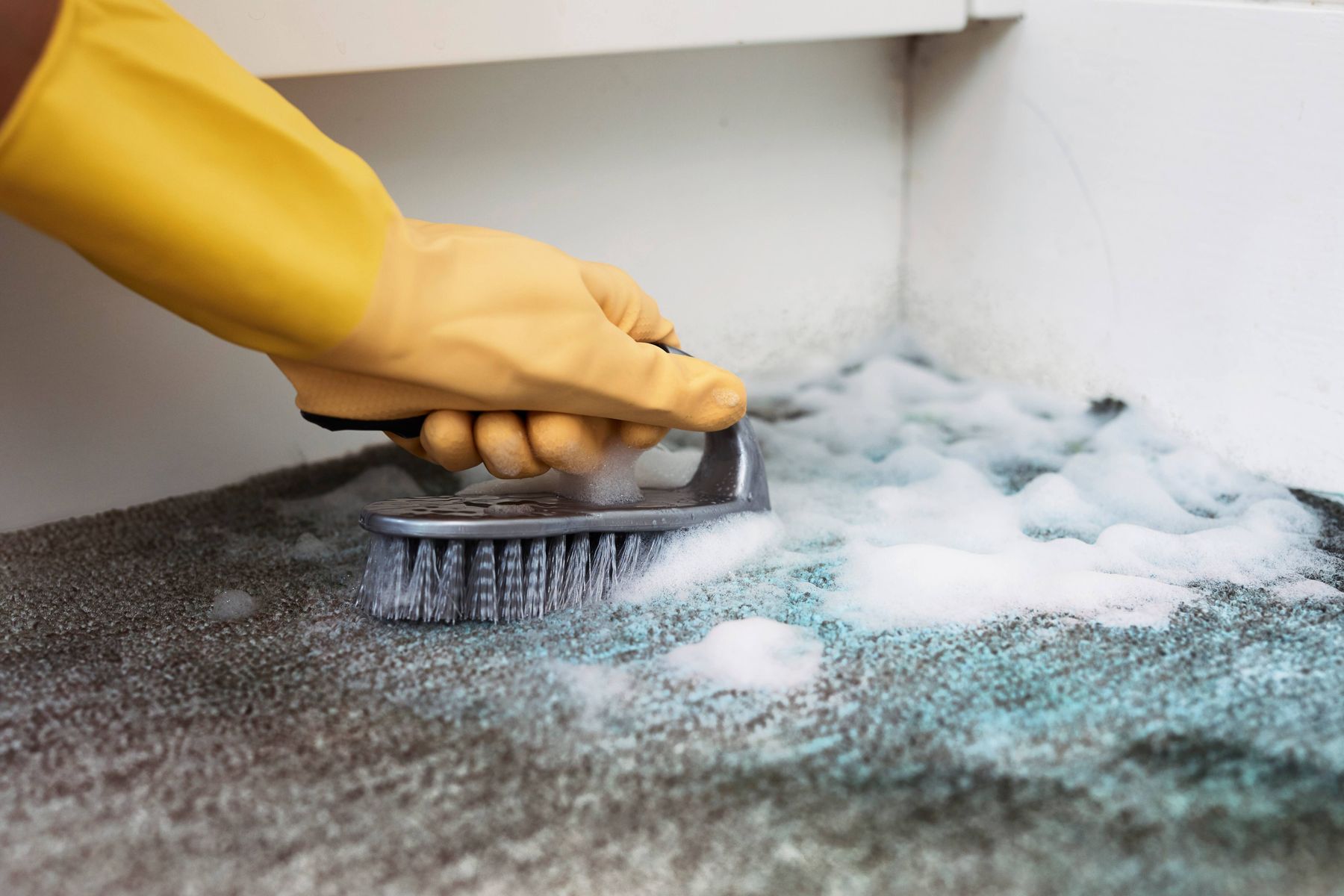 carpet mold removal