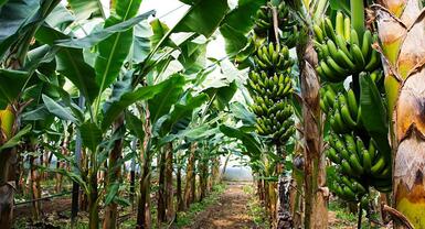 Banana Farming In India With Guidance Of Harvesting