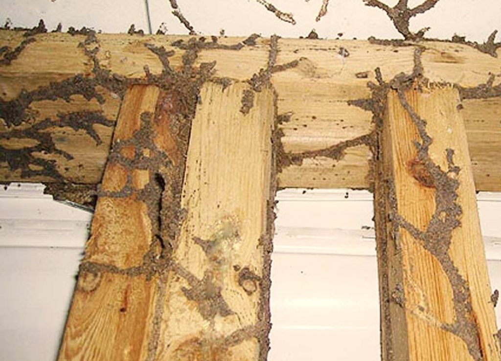 24 hour termites control Brisbane