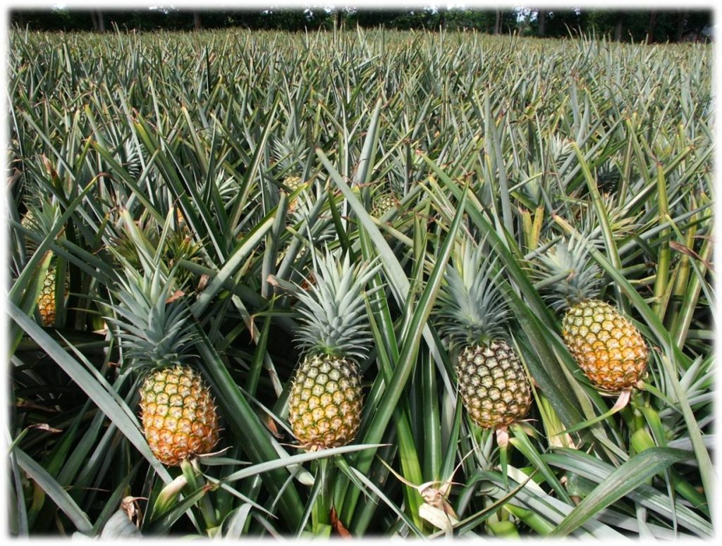 Pineapple Farming in India - Planting to Harvest Process