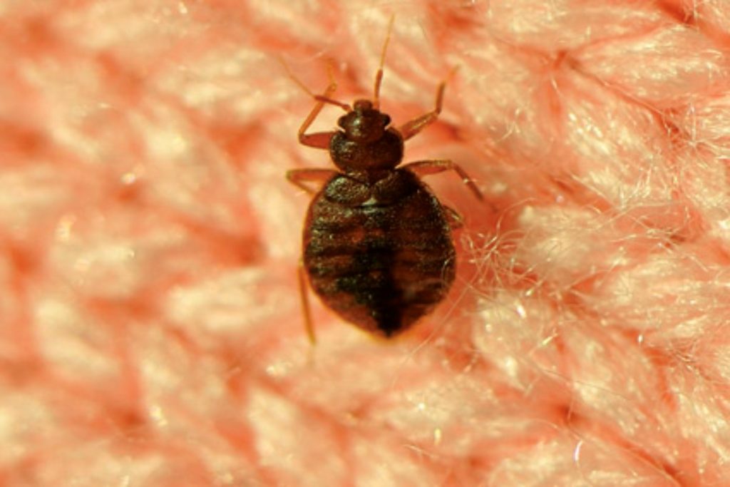 bed bug exterminator near me