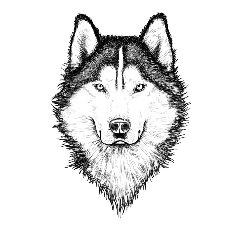 Wolf Face drawing