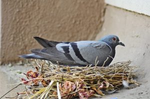 Bird Removal Brisbane