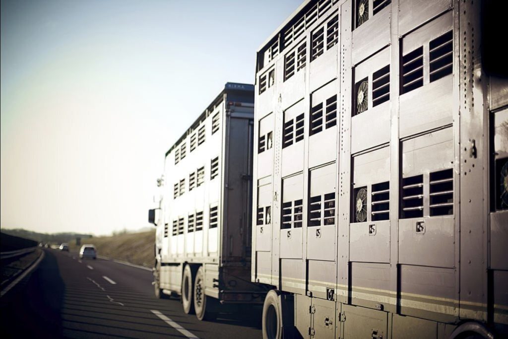 Start Animal Transportation Businesses