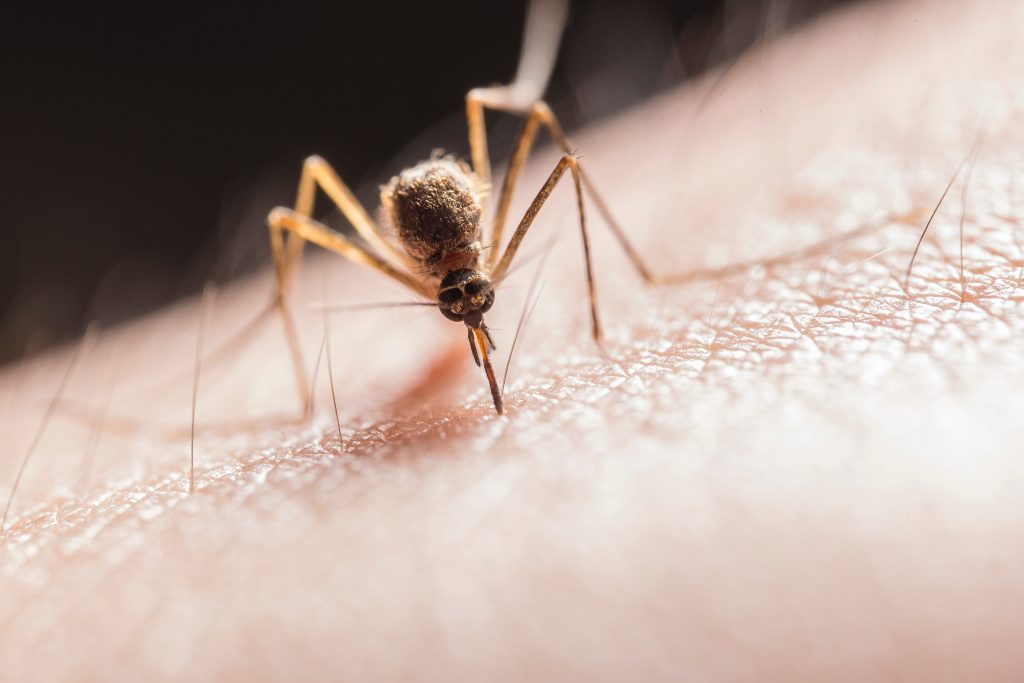 A wolf spider bite