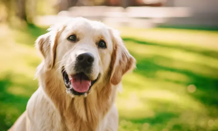 Wireless Dog Fences