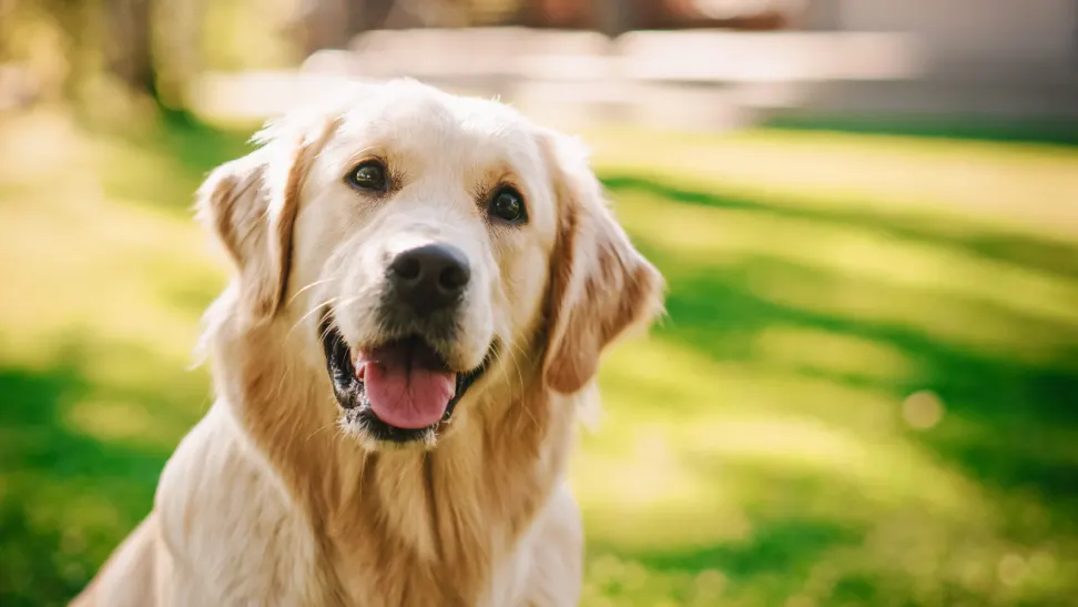 Wireless Dog Fences